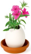 Grow Your Own Plants In An Egg